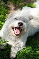 happy young white dog sitting on green grass active dog playing outside