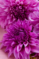 Close up of pink flowers holiday background