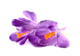 Crocus  flowers  bouquet in closeup on white background.
