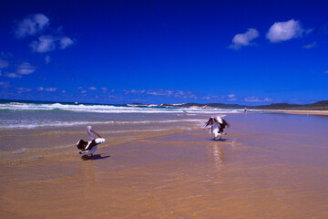 Australien: Zwei Pelikane am Strand der Evolutionsperle Frase Island im Great Barrier Reef