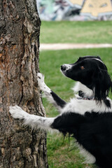A black and white border collie puts its front paws on a tree trunk and poses. A smart dog does clever tricks in the park in the spring.