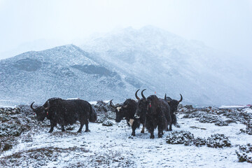 Black yaks in the Himalayan mountains of Nepal - 751379214