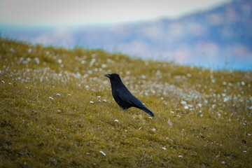 raven, crow, black bird siting on a patch of grass in horgen switzreland, with a background of zurich see - obrazy, fototapety, plakaty
