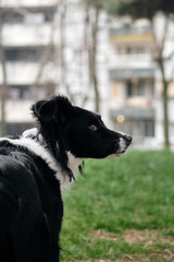 A black and white border collie walks in a spring park on the green grass and poses. A charming dog is outside near an apartment building alone.