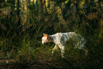 Cute Funny Curious Playful Beautiful Devon Rex Cat walking in park grass. Obedient Devon Rex Cat With Cream Fur Color. Cats Portrait. Amazing Happy Pets. hairless cat copy space - 751383092
