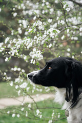 A black and white border collie poses near a blooming apple tree in the park, a close-up portrait in profile. A charming smart obedient dog in a spring garden among flowers.
