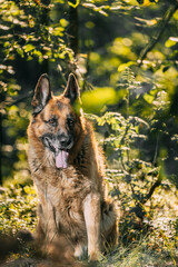 Alsatian Wolf Dog Sitting In Green Summer Park forest. Brown German Shepherd Dog Close Up Portrait. German Shepherd, a carnivorous dog breed, sits among the trees in a forest. tongue
