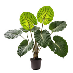 Alocasia Macrorrhizos: The Majestic Giant Taro Isolated on White” (Alocasia Macrorrhizos isolated on transparent background PNG file plant in a pot 