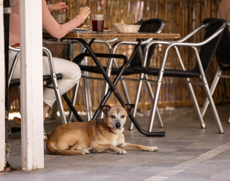 A dog sitting under the table at a restaurant patio