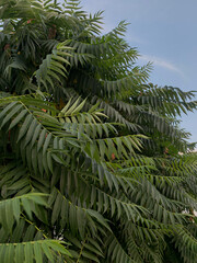 green fern in the forest