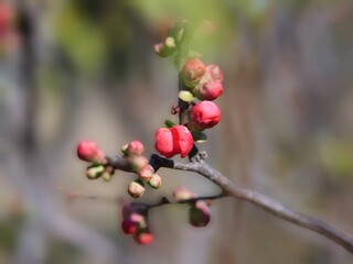 ボケの花の蕾