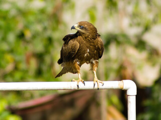 A majestic eagle, embodying power and grace in its natural habitat