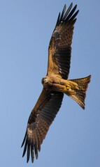 A majestic eagle, embodying power and grace in its natural habitat