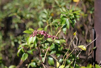 馬酔木の花が咲いている