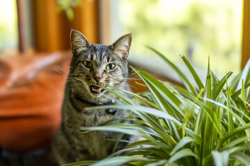 A tabby cat chewing a spider plant