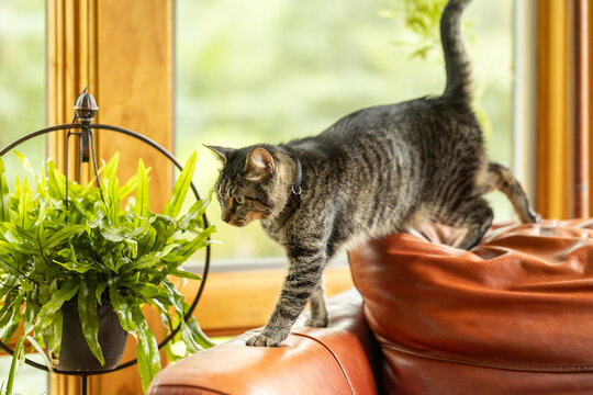 A tabby cat walking towards a houseplant