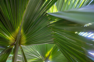 Green palm leaf background. Close-up of a mexican fan palm foliage - 751385651