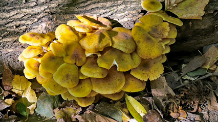 wild mushrooms growing on the cut tree trunk