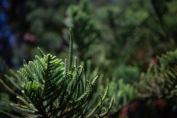 Green leaves background. Closeup of needle-like leaves of araucaria columnaris