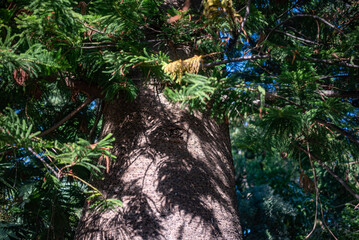 Green leaves and bark background. Closeup of araucaria columnaris - 751386294