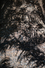 Bark background with shadows of leaves of araucaria columnaris or Cook pine - 751386489