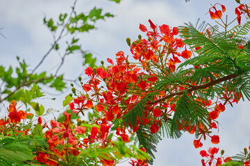 Fototapeta premium Red Royal poinciana flower blooming on tree branch 