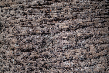 Bark background with lichen. Acaria columnaris or Cook pine