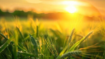 Golden Sunset Over Wheat Field, Ideal for Themes of Harvest, Agriculture, and Natural Beauty