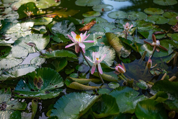 Pink Egyptian lotus on green leaves background in a pond. Pink flowers - 751387298