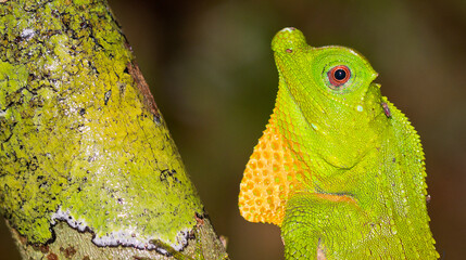 Hump-nosed Lizard, Lyriocephalus scutatus, Sinharaja National Park Rain Forest, Sinharaja Forest...