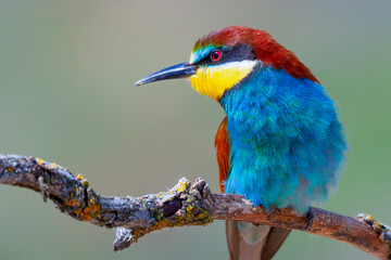 Bee-eater, Merops apiaster, Mediterranean Forest, Castilla y Leon, Spain, Europe