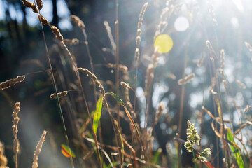 Dactylis glomerata bush and background grove with sun glints.
