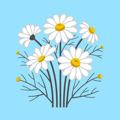 Bouquet of chamomile flowers flat vector illustration. Daisy flowers set