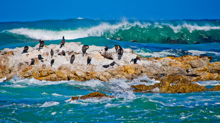 Cape Cormorant, Phalacrocorax capensis, Walker Bay Nature Reserve, Gansbaai, Western Cape, South...