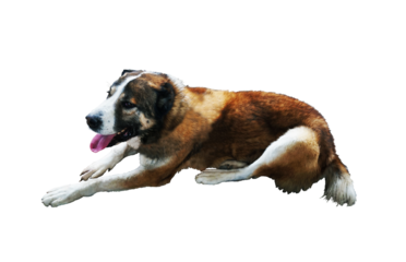 Big red dog on white background