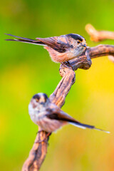 Long-tailed Tit, Aegithalos caudatus, Mediterranean Forest, Castilla y Leon, Spain, Europe