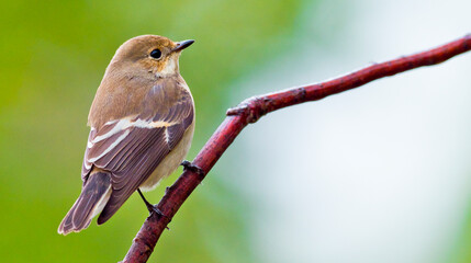 Pied Flycatcher, Ficedula hypoleuca, Mediterranean Forest, Castile Leon, Spain, Europe