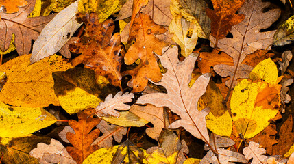 Autunm Forest Leaves Abstract Background