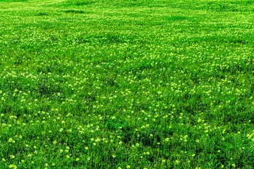 Papier Peint photo Destinations spring green field background with yellow and salad flowers. nature garden backdrop with plant growth