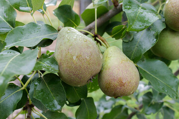 Branch of ripe organic cultivar of pears close-up in the summer garden
