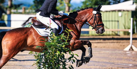 Horse, showjumping horse, close-ups in the show jumping competition.