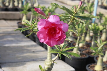 Pink adenium flowers in the garden