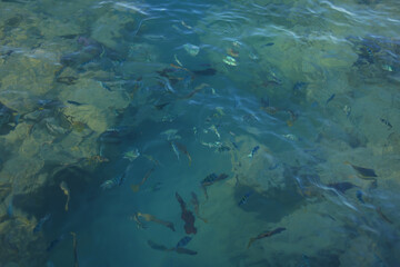 Fototapeta na wymiar different fish in the red sea