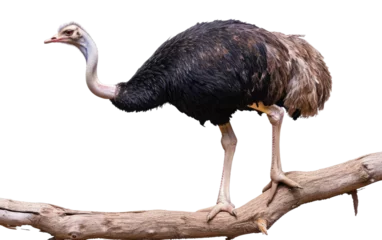 Tuinposter Branch-bound Ostrich isolated on transparent Background © Sehar