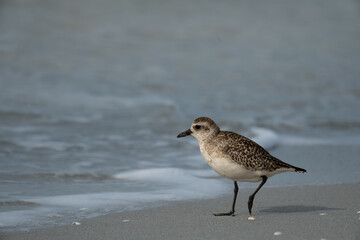 Black-bellied Plover