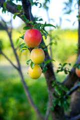 Ripe cherry plum berries in the garden on a tree. Growing cherry plums in a orchard..