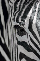 Close-up of the eye of a zebra with its characteristic black and white colors