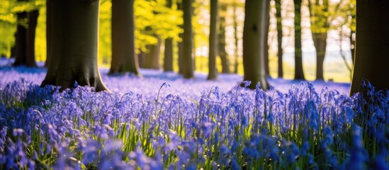 A dense forest in rural Nottinghamshire, filled with vibrant purple flowers creates a breathtaking sight. The forest floor is covered in a carpet of delicate blooms, amidst ancient oak and beech trees - obrazy, fototapety, plakaty