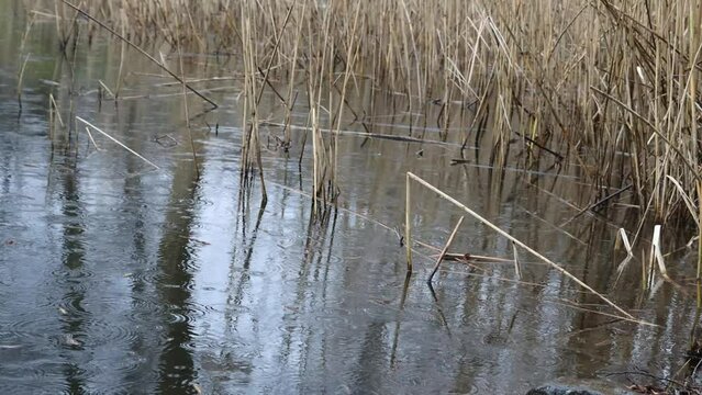 regenwetter und Regetropfen auf dem Wasser eines Fischteichs im Schilf 