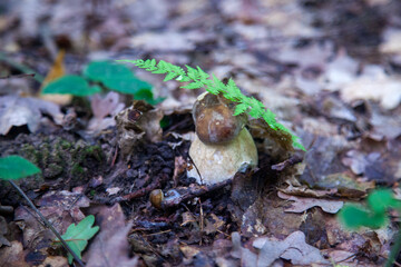 Single Boletus edulis or porcini mushroom growing in the forest. .